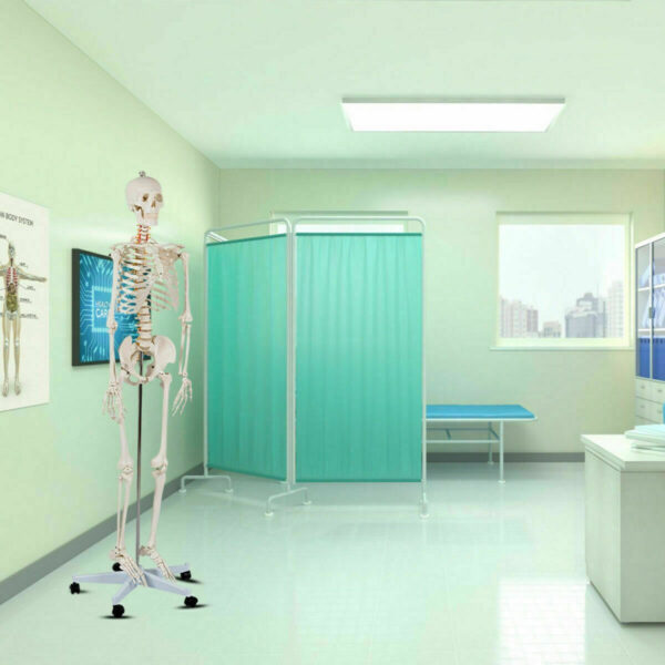 Modelo Medico Esqueleto Humano Tamaño Real 1.80 M Msi - Image 9