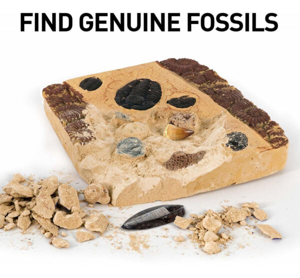 National Geographic Mega Kit Fossil Dig - Excavar 15 Fósiles - Image 2