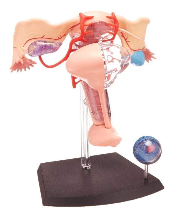 Modelo Desarmable Utero Aparato Reproductor Femenino - Image 2