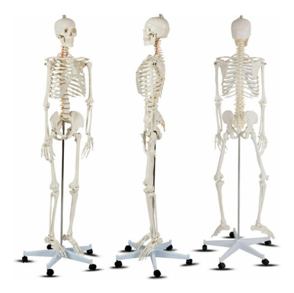 Modelo Medico Esqueleto Humano Tamaño Real 1.80 M Msi - Image 4