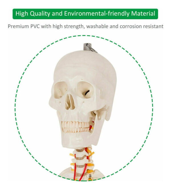 Modelo Medico Esqueleto Humano Tamaño Real 1.80 M Msi - Image 8