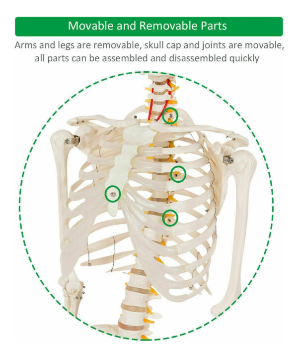 Modelo Medico Esqueleto Humano Tamaño Real 1.80 M Msi - Image 7