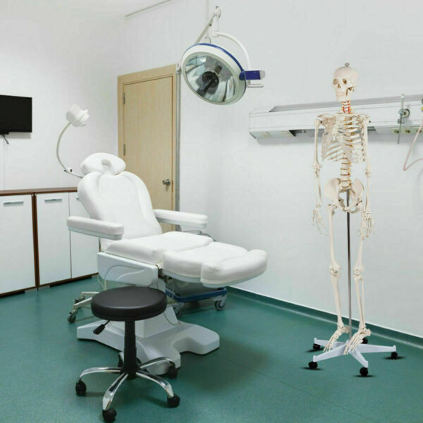 Modelo Medico Esqueleto Humano Tamaño Real 1.80 M Msi - Image 10