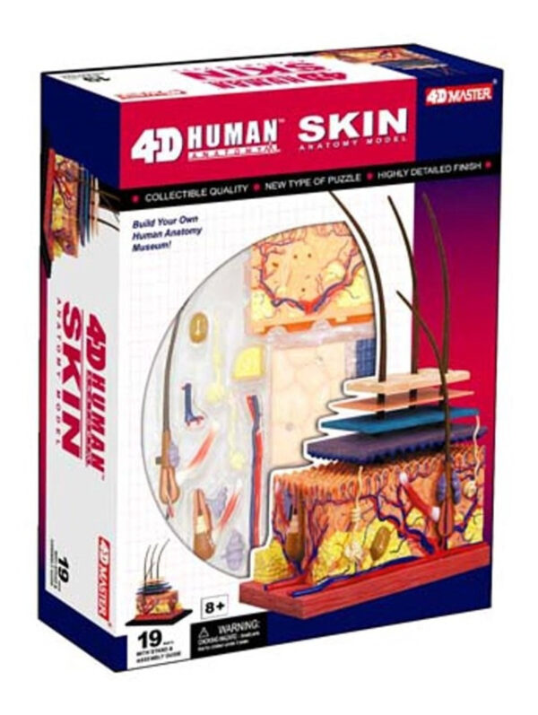 4d-vision Anatomía Piel Humana Modelo Msi - Image 3