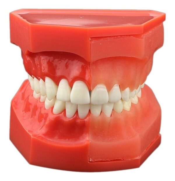 Dentalmall 1 Pc Modelo Dental # 4006 01 - Erupción (f) - Image 2