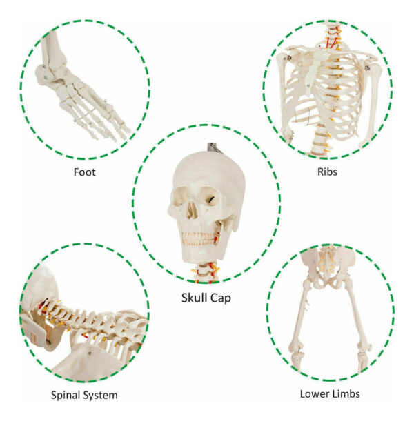 Modelo Medico Esqueleto Humano Tamaño Real 1.80 M Msi - Image 5
