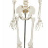 Modelo Medico Esqueleto Humano Tamaño Real 1.80 M Msi