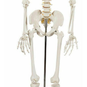 Modelo Medico Esqueleto Humano Tamaño Real 1.80 M Msi
