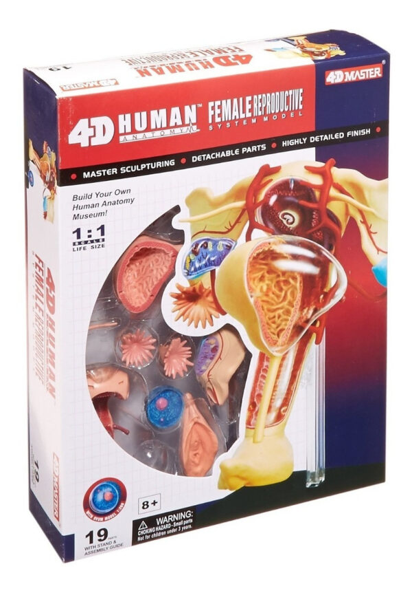 Modelo Desarmable Utero Aparato Reproductor Femenino