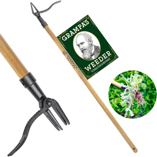 Grampa's Weeder - La herramienta original de extracción de malezas con mango largo - Fabricado con bambú real y diseño de cabeza de acero de 4 garras - Elimina fácilmente las malas hierbas sin doblarse, tirar o arrodillarse