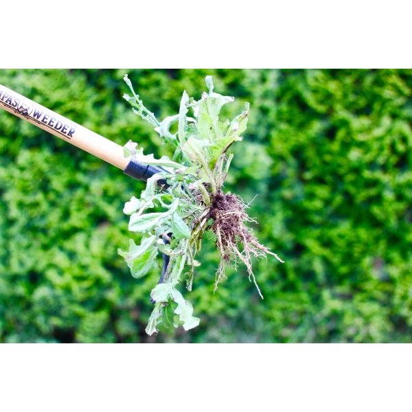 Grampa's Weeder - La herramienta original de extracción de malezas con mango largo - Fabricado con bambú real y diseño de cabeza de acero de 4 garras - Elimina fácilmente las malas hierbas sin doblarse, tirar o arrodillarse - Image 4