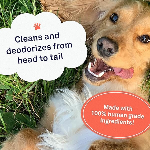 Petpost | Toallitas de aseo para perros – Toallitas grandes desodorizantes con aroma de cerezo en flor – 70 almohadillas de algodón ultra suaves en solución de limpieza (flor de cerezo) - Image 3