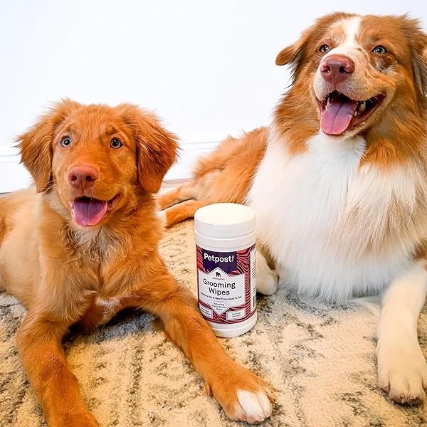 Petpost | Toallitas de aseo para perros – Toallitas grandes desodorizantes con aroma de cerezo en flor – 70 almohadillas de algodón ultra suaves en solución de limpieza (flor de cerezo) - Image 7