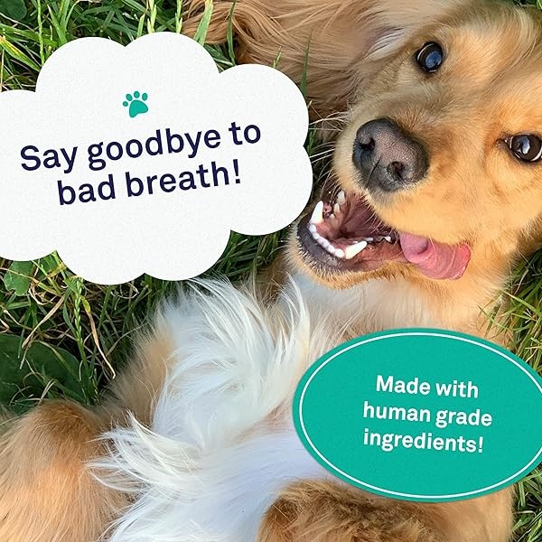 Petpost Toallitas dentales para perros – mal aliento, placa y caries dentales desaparecidos – 100 almohadillas preoaked en solución natural de limpieza de dientes - Image 3