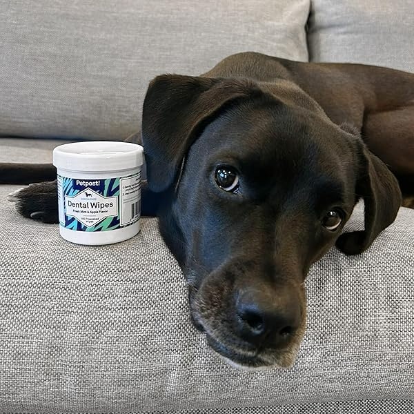 Petpost Toallitas dentales para perros – mal aliento, placa y caries dentales desaparecidos – 100 almohadillas preoaked en solución natural de limpieza de dientes - Image 7