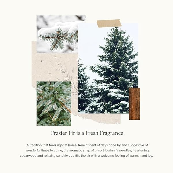 Thymes Detergente de lavandería – 32 fl oz – Frasier abeto - Image 4